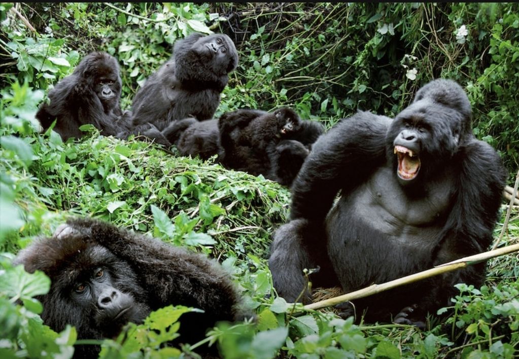East African wilderness landscape